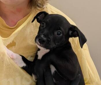 Jam -  Terrier Dog for Adoption in Santa Rosa, California - Jam | PetCurious
