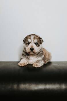 Mixed Breed Dogs Available for Adoption - Mishka | PetCurious