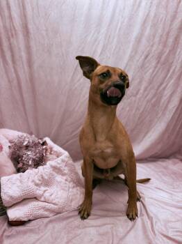 Pit Bull Terrier Dogs Available for Adoption - Casanova | PetCurious