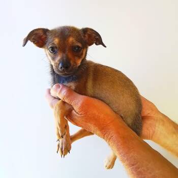 Tiny -  Dachshund and Chihuahua Dog for Adoption in Oroville, Washington - Tiny | PetCurious