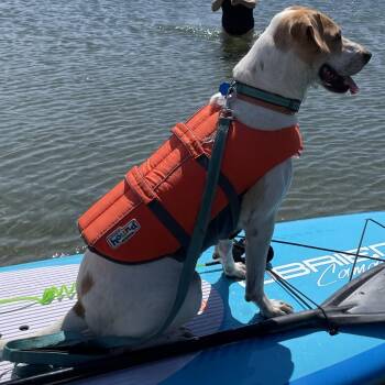 Pointer and Mixed Breed Dogs Available for Adoption in Cashmere, Washington - Rocket | PetCurious