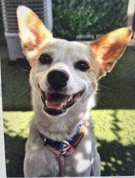 Sulley -  Cattle Dog Dog for Adoption in Davis, California - Sulley | PetCurious
