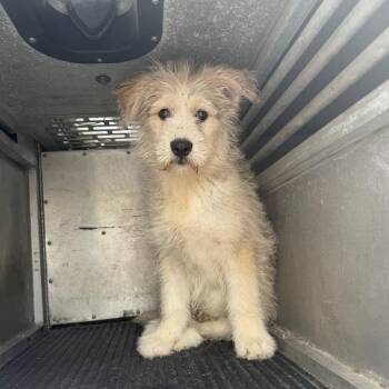Great Pyrenees and Anatolian Shepherd Dogs Available for Adoption - Little Einstein | PetCurious