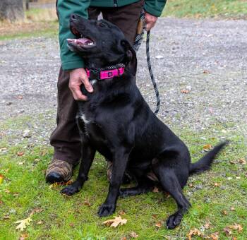 Rescue Labrador Retriever Dogs for Adoption in Jacksonville, Oregon - Rosebud | PetCurious