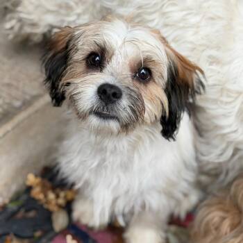 Mixed Breed Dogs Available for Adoption - Professor | PetCurious