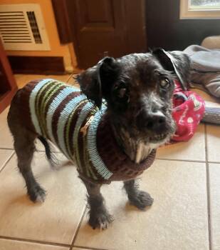 Rocko -  Terrier Dog for Adoption in Acworth, Georgia - Rocko | PetCurious