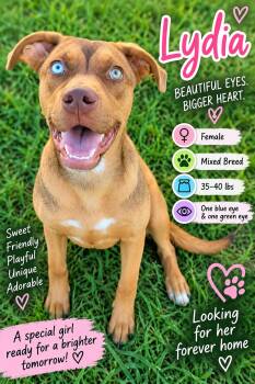 Lydia -  Mixed Breed Dog for Adoption in Rock Hill, New York - Lydia | PetCurious