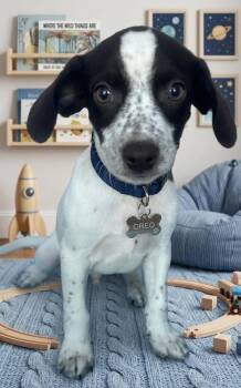 Dachshund Dogs Available for Adoption - OREO | PetCurious