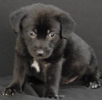 Skeeter -  Black Labrador Retriever Dog for Adoption in Newland, North Carolina - Skeeter | PetCurious
