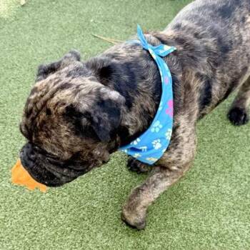 Moose -  Dogue De Bordeaux and Mixed Breed Dog for Adoption in Largo, Florida - Moose | PetCurious