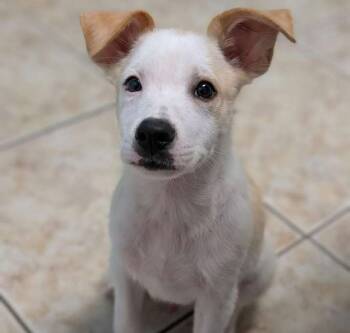 Rescue Terrier Dogs for Adoption in Brookshire, Texas - Bravo | PetCurious
