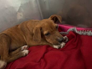 Rescue Mixed Breed Dogs for Adoption in Chickamauga, Georgia - Jimmy-Adoptable Awaiting S/N | PetCurious