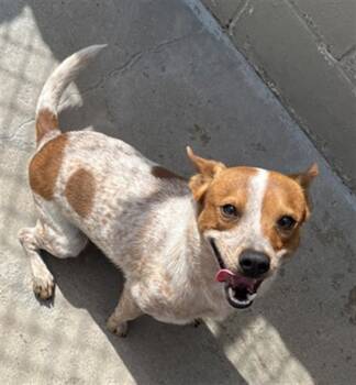 Australian Cattle Dog Blue Heeler Dogs Available for Adoption in Killeen, Texas - TOBY | PetCurious