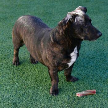 Mixed Breed Dogs Available for Adoption in Ottawa, Kansas - Cowboy | PetCurious
