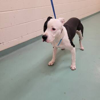 Rescue Mixed Breed Dogs for Adoption in Memphis, Tennessee - JALEN J | PetCurious