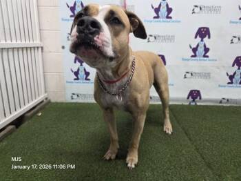 Boxer and Mixed Breed Dogs Available for Adoption - DOROTHY | PetCurious