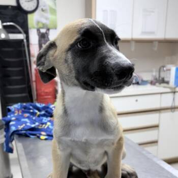 Tacoma -  Husky and American Bulldog Dog for Adoption in Tyler, Texas - Tacoma | PetCurious