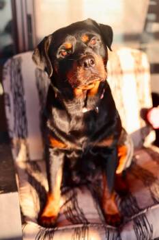 Bella -  Rottweiler Dog for Adoption in Duluth, Minnesota - Bella | PetCurious