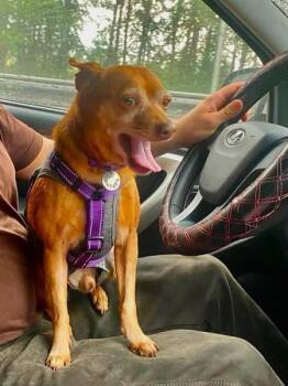 Rusty -  Miniature Pinscher Dog for Adoption in Toronto, Ontario - Rusty | PetCurious