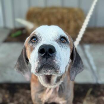 Mixed Breed Dogs Available for Adoption in Chicago, Illinois - Gouda | PetCurious