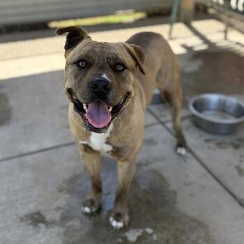 Pit Bull Terrier Dogs Available for Adoption in Modesto, California - CAPONE | PetCurious