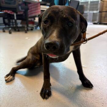 Mixed Breed Dogs Available for Adoption in Huntington, West Virginia - Joy | PetCurious