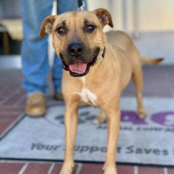 Rescue Pit Bull Terrier Dogs for Adoption in Fresno, California - Mariane Thornberry | PetCurious