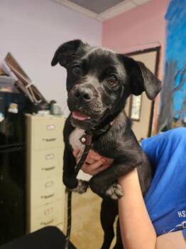 Australian Cattle Dog Blue Heeler and Pug Dogs Available for Adoption in New Braunfels, Texas - Piggy Sue | PetCurious