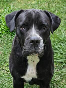 Jojo -  Cane Corso Dog for Adoption in Baton Rouge, Louisiana - Jojo | PetCurious