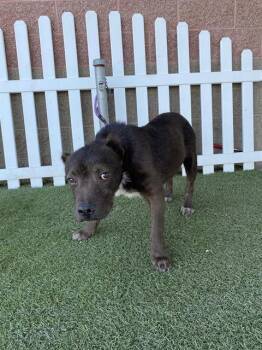 Rescue Pit Bull Terrier and Mixed Breed Dogs for Adoption in Modesto, California - GENTLE BEN | PetCurious