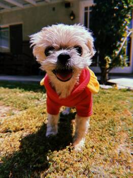 Shih Tzu Dogs Available for Adoption in Glendale, California - Dot | PetCurious