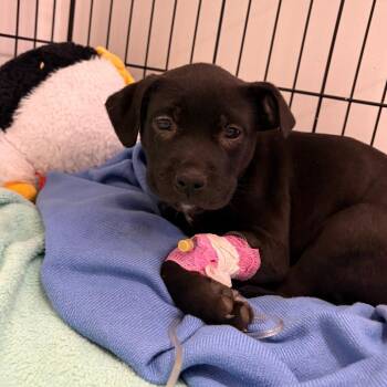 Black Labrador Retriever and Mixed Breed Dogs Available for Adoption - Darling Daffodil | PetCurious