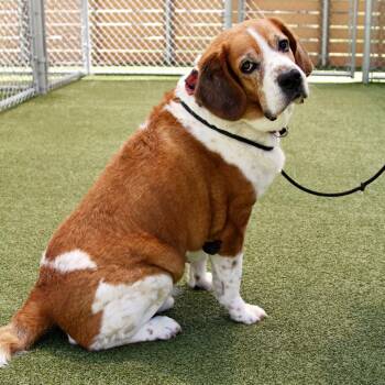 Beagle and Saint Bernard Dogs Available for Adoption in Mooresville, North Carolina - Beethoven | PetCurious