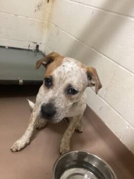 Ribbon -  Affenpinscher Dog for Adoption in Nacogdoches, Texas - Ribbon | PetCurious