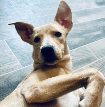 Rescue Labrador Retriever Dogs for Adoption in Nashville, Georgia - Artemis | PetCurious