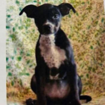Riley -  Labrador Retriever Dog for Adoption - Riley | PetCurious