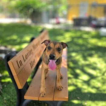 Roscoe -  Mixed Breed Dog for Adoption in Port Charlotte, Florida - Roscoe | PetCurious