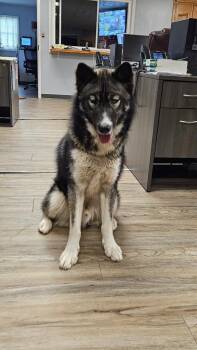 Norwegian Elkhound Dogs Available for Adoption in Hopkinsville, Kentucky - Atlas/Haze | PetCurious