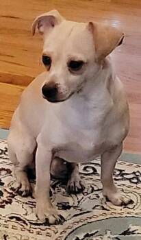 Larry -  Chihuahua Dog for Adoption in Chattanooga, Tennessee - Larry | PetCurious