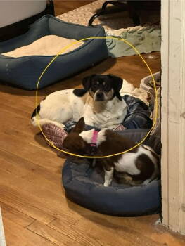 Rescue Chihuahua Dogs for Adoption in Holly Springs, North Carolina - Cody | PetCurious