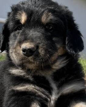 Olive -  Bernese Mountain Dog and Golden Retriever Dog for Adoption in Cerritos, California - Olive | PetCurious