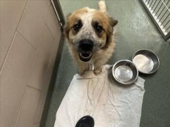 OSO -  Mixed Breed Dog for Adoption in Santa Fe, New Mexico - OSO | PetCurious