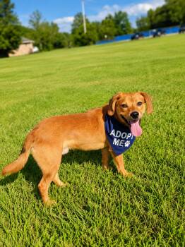 jitterbug -  Beagle Dog for Adoption in Wooster, Ohio - Jitterbug | PetCurious