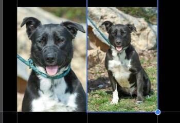 Labrador Retriever Dogs Available for Adoption in Silver Spring, Maryland - Rocky | PetCurious