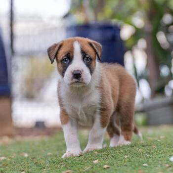 Muppet Pup - Animal -  Boxer Dog for Adoption in San Diego, California - Muppet Pup - Animal | PetCurious