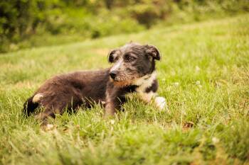 Wirehaired Terrier Dogs Available for Adoption in Gradyville, Kentucky - Jacques | PetCurious
