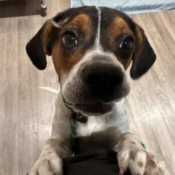 Banjo FKA Tommy -  Beagle and Boxer Dog for Adoption in Chesapeake, Virginia - Banjo FKA Tommy | PetCurious