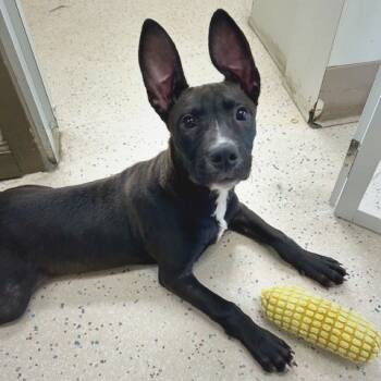 Rescue Mixed Breed Dogs for Adoption in Poplar Bluff, Missouri - Jax | PetCurious