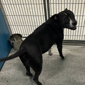 Mixed Breed Dogs Available for Adoption - PABLO  Available NOW - ADOPTION Or RESCUE! | PetCurious