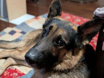 Rescue German Shepherd Dog Dogs for Adoption in Rigaud, Quebec - Marley | PetCurious